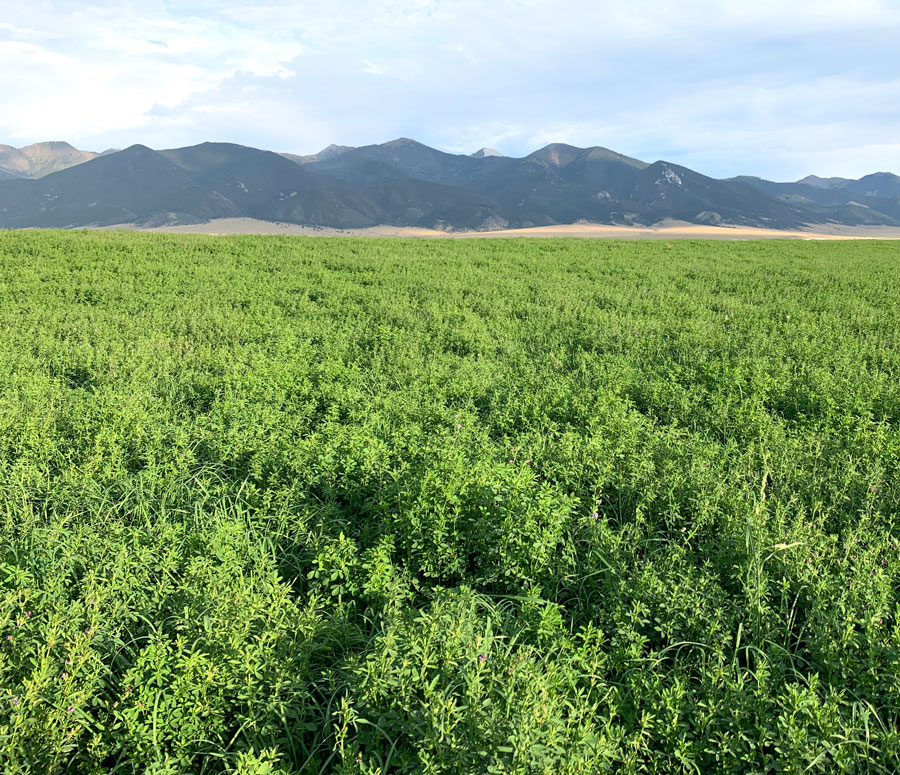 Alfalfa Orchard Pellets