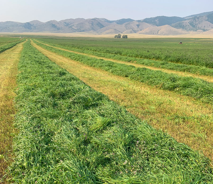 Alfalfa Orchard Pellets